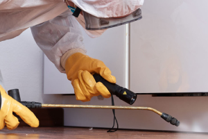 Messie Schädlingsbekämpfung Brühl